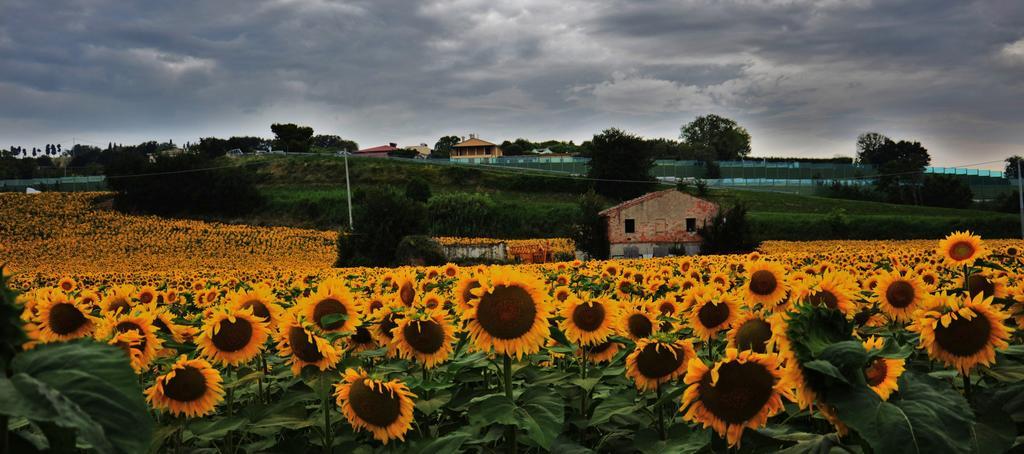 Bed and Breakfast Casale Il Cerqueto Сан-Северино-Марке Экстерьер фото